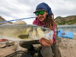 lubina delta ebro mosca