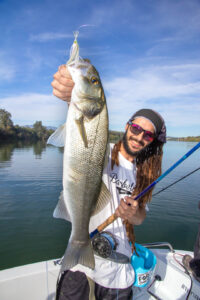 lubina pesca mosca rio ebro