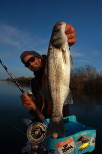 lubina mosca rio ebro